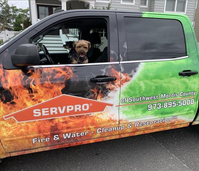 dog looking out window of SERVPRO pickup truck