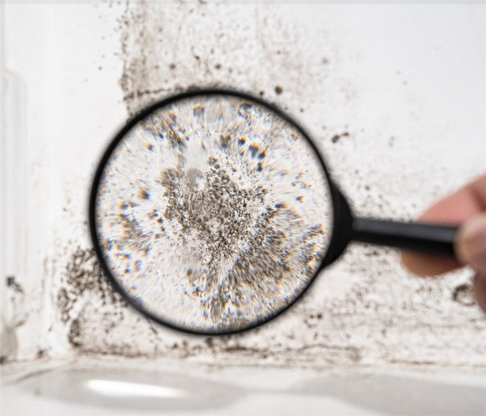 a person looking at mold through a magnifying glass